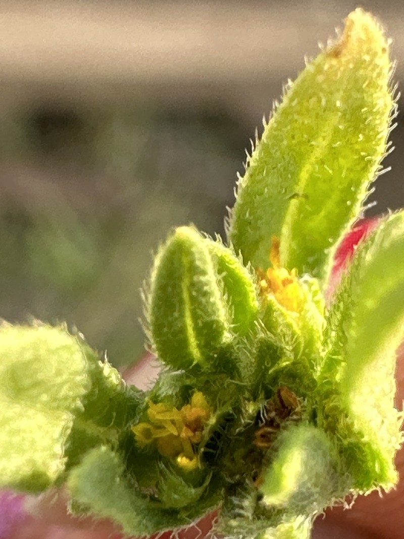 Melampodium repens photo 2