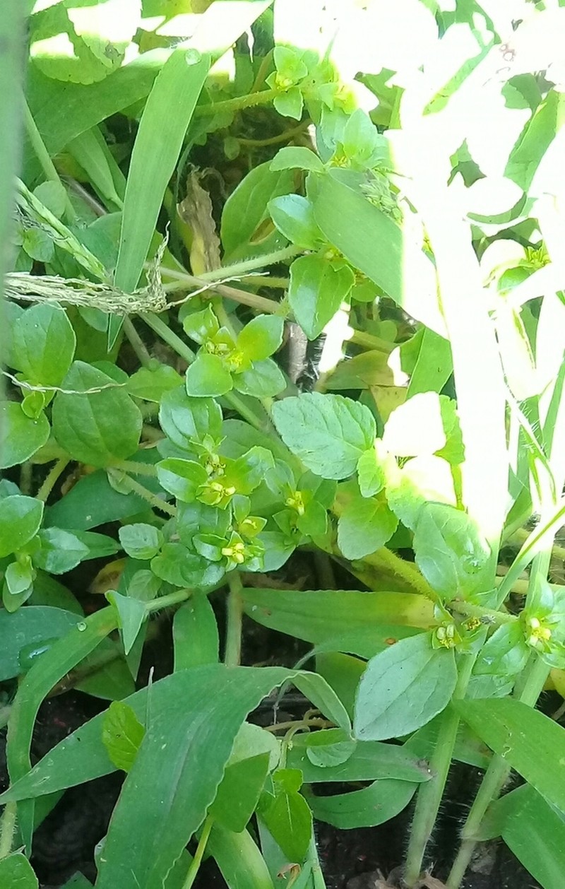 Melampodium repens photo 3