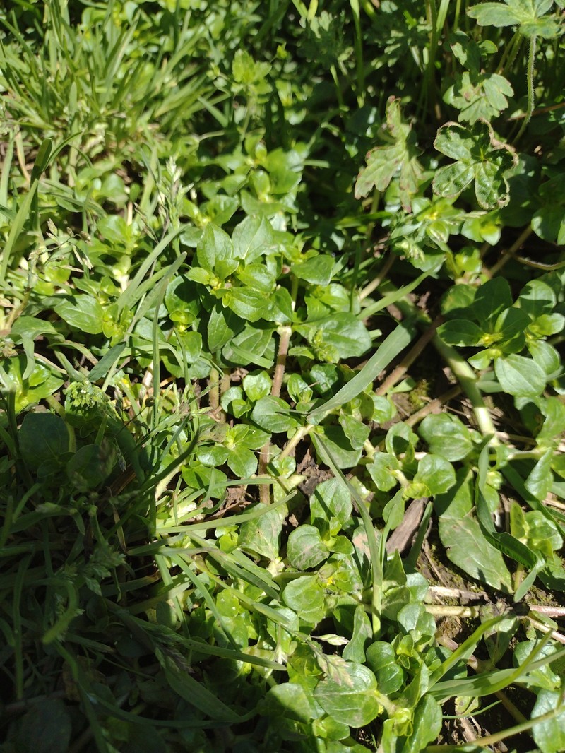 Melampodium repens photo 4
