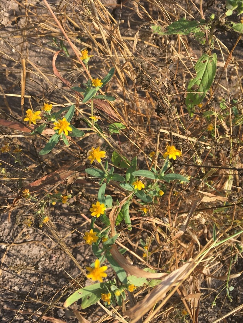 Melampodium rosei