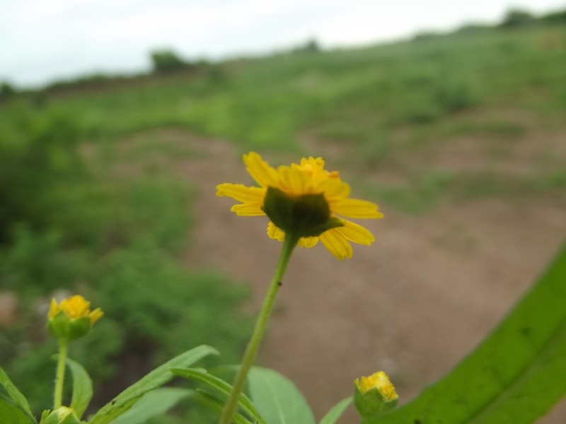 Melampodium rosei photo 3