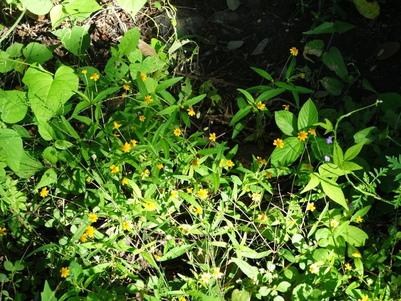 Melampodium rosei photo 4