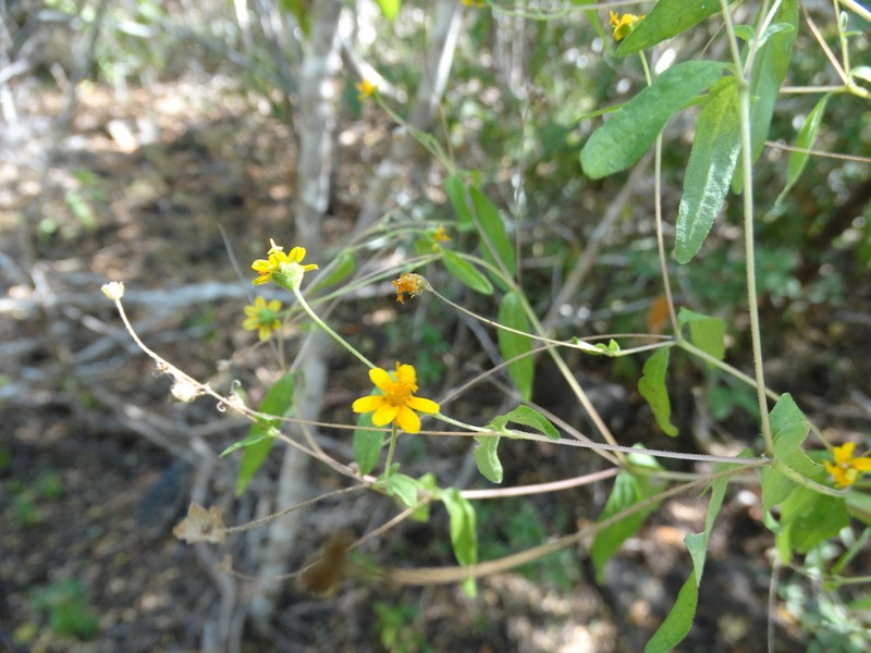 Melampodium rosei photo 5