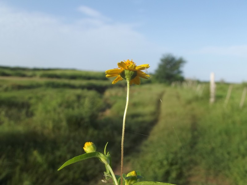 Melampodium rosei photo 6