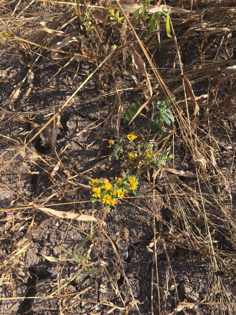 Melampodium rosei photo 8