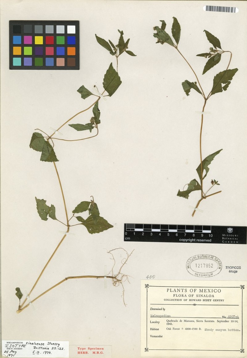 Melampodium sinaloense