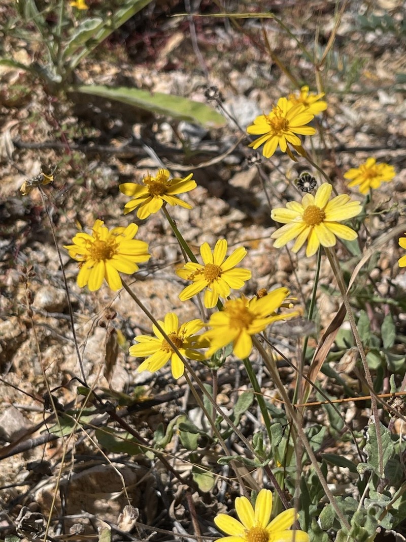 Melampodium sinuatum photo 3