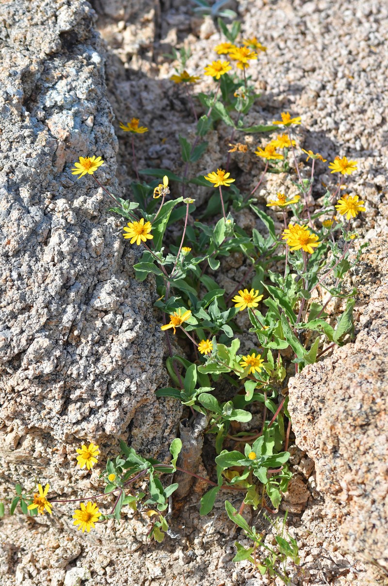 Melampodium sinuatum photo 4