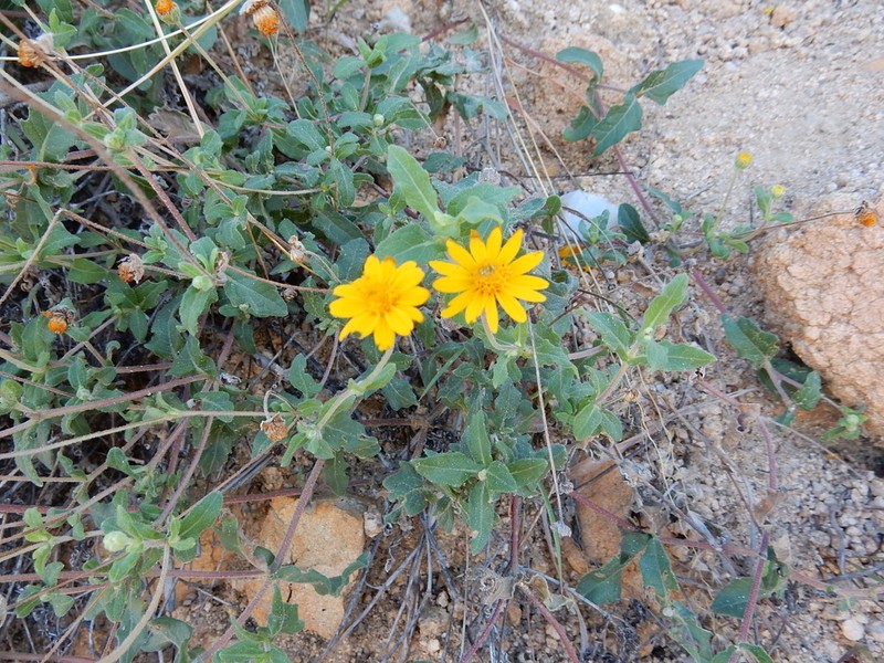 Melampodium sinuatum photo 5