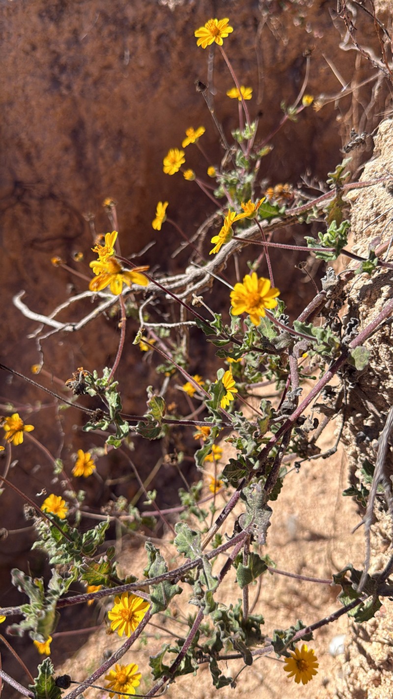 Melampodium sinuatum photo 6