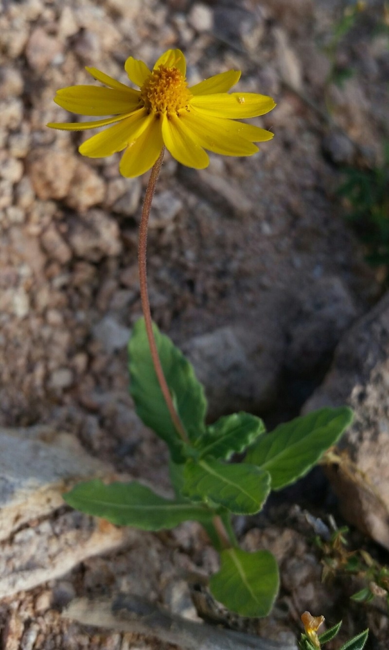 Melampodium sinuatum photo 7