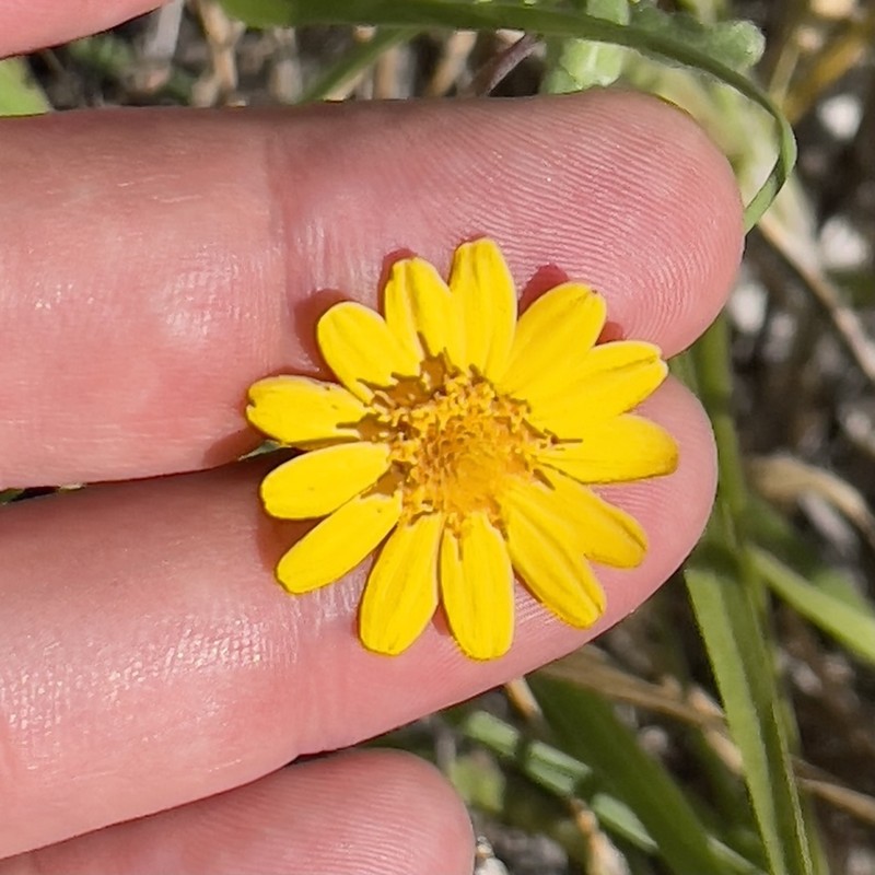 Melampodium sinuatum photo 8
