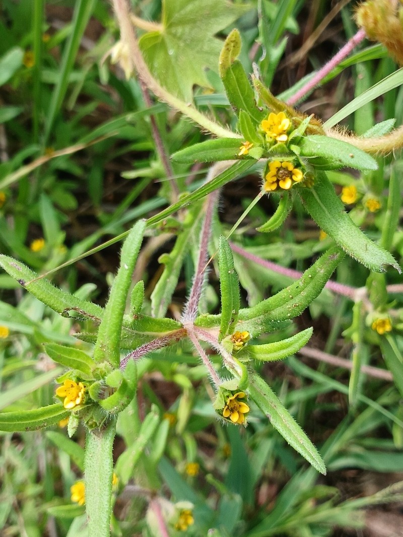 Shaggy Blackfoot photo 3