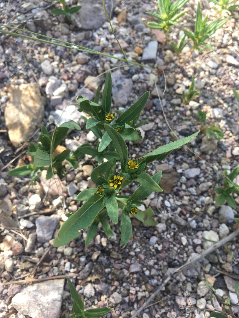 Shaggy Blackfoot photo 6