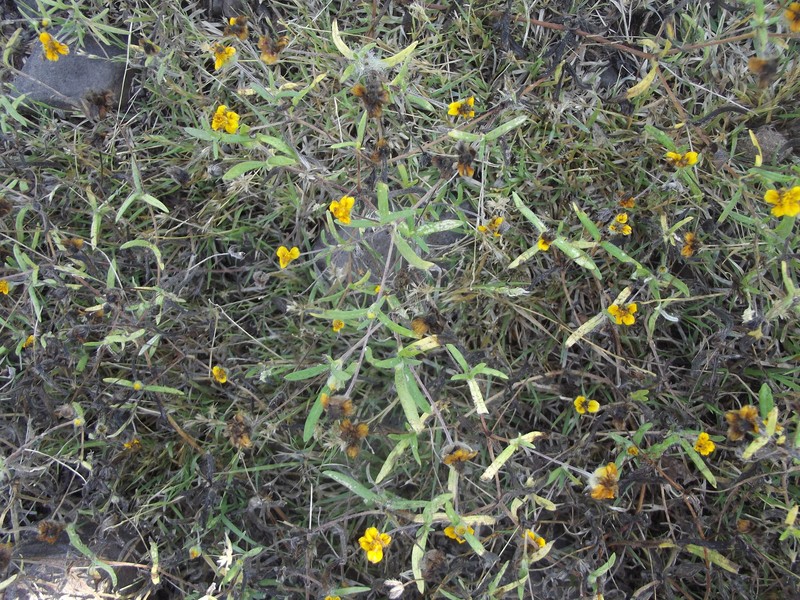 Melampodium tenellum photo 2