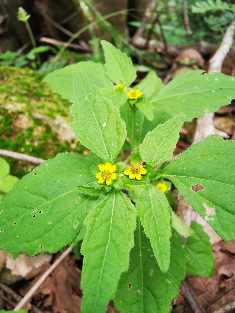 Melampodium tepicense
