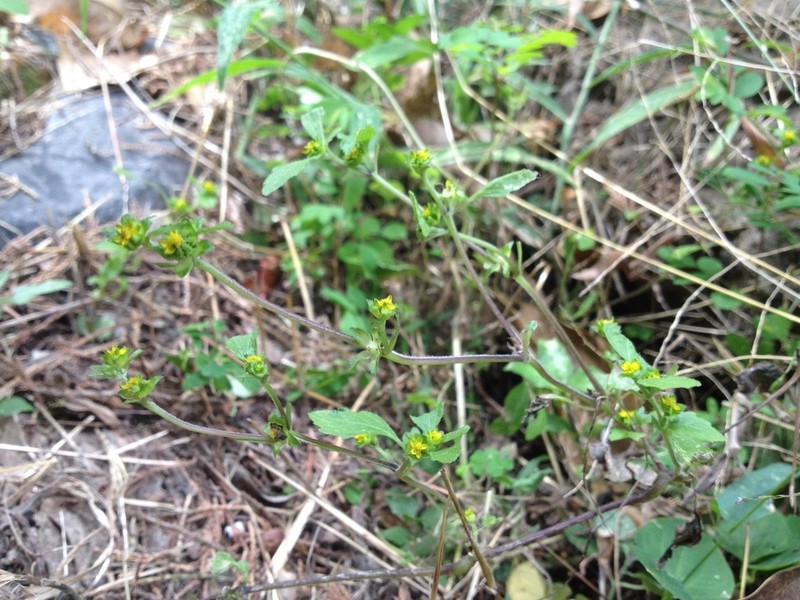 Melampodium tepicense photo 4