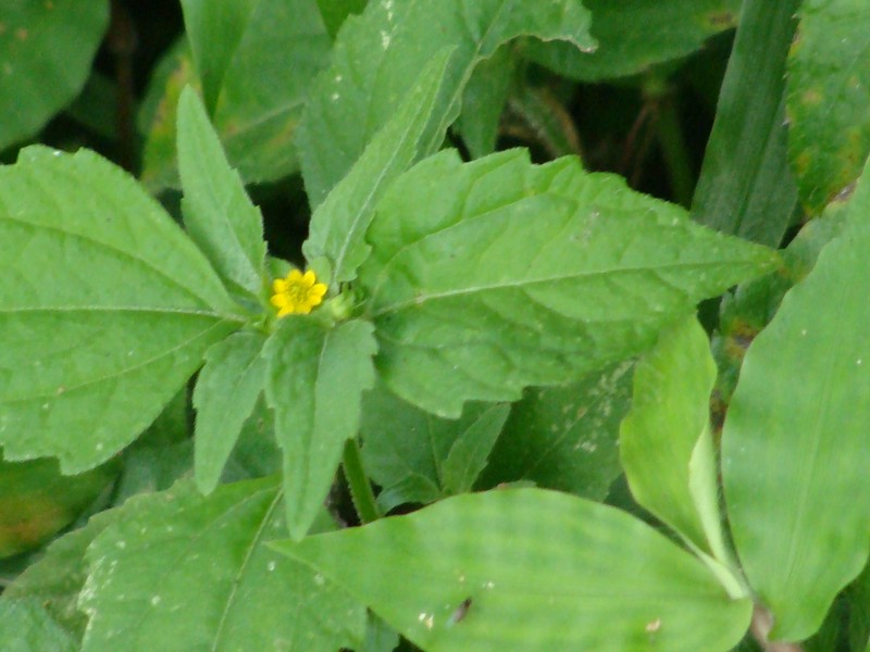 Melampodium tepicense photo 8