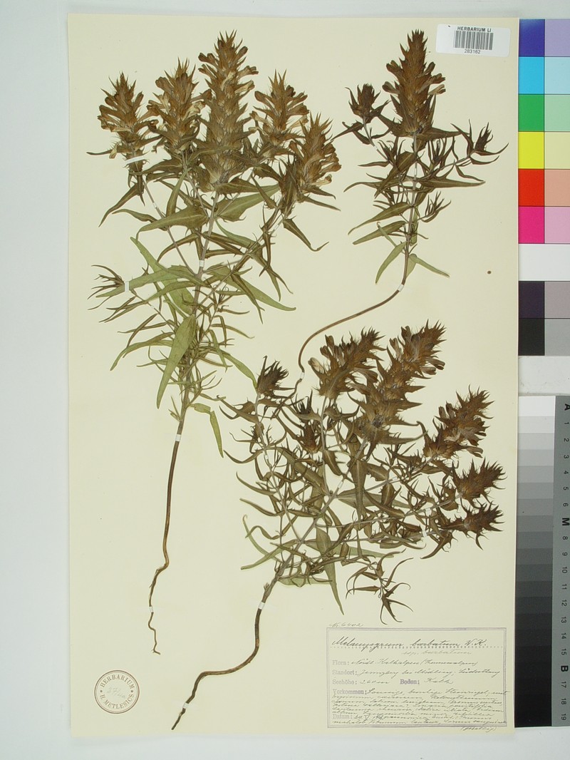 Melampyrum barbatum subsp. barbatum