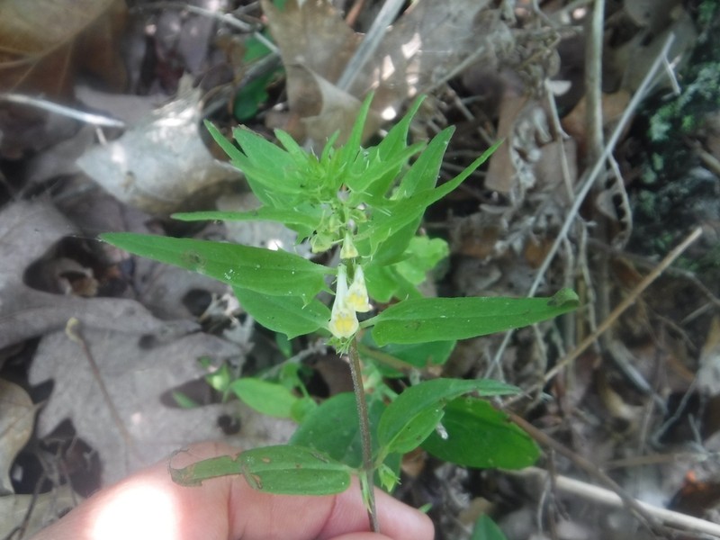 Narrowleaf Cowwheat photo 2