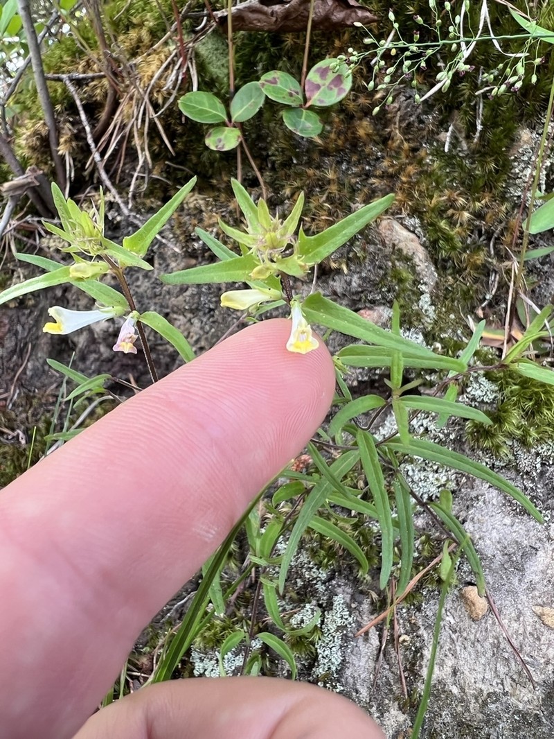 Narrowleaf Cowwheat photo 5