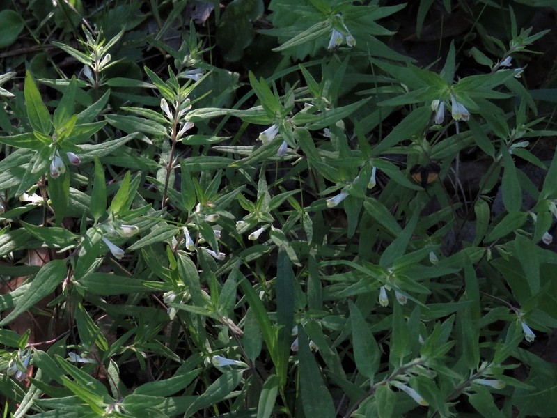 Narrowleaf Cowwheat photo 6