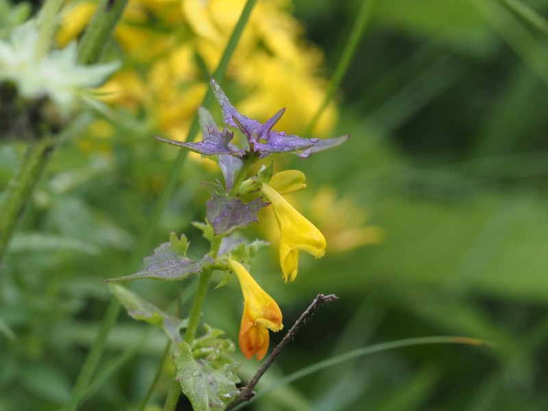Melampyrum nemorosum subsp. catalaunicum photo 2