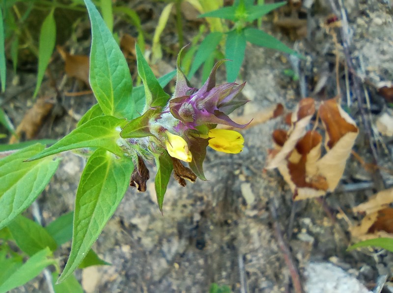 Melampyrum nemorosum subsp. catalaunicum photo 3