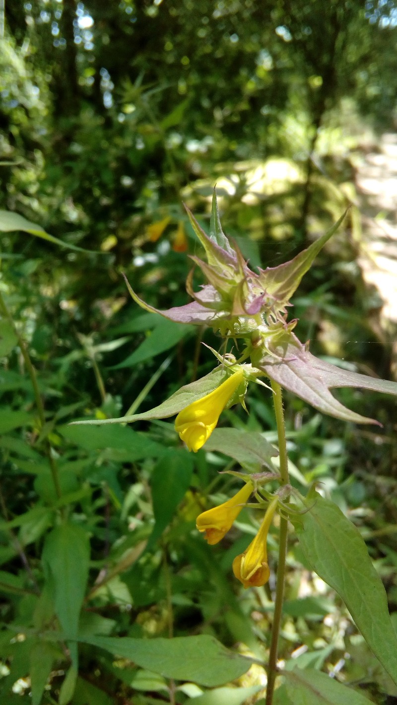 Melampyrum nemorosum subsp. catalaunicum photo 4