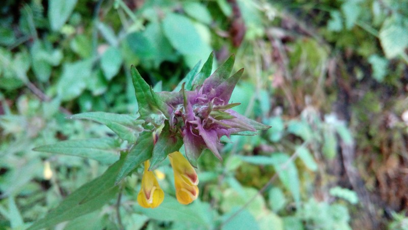 Melampyrum nemorosum subsp. catalaunicum photo 5