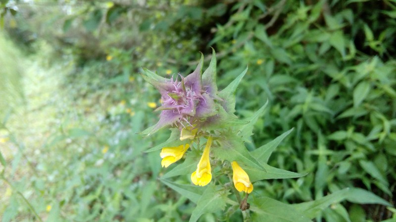 Melampyrum nemorosum subsp. catalaunicum photo 6