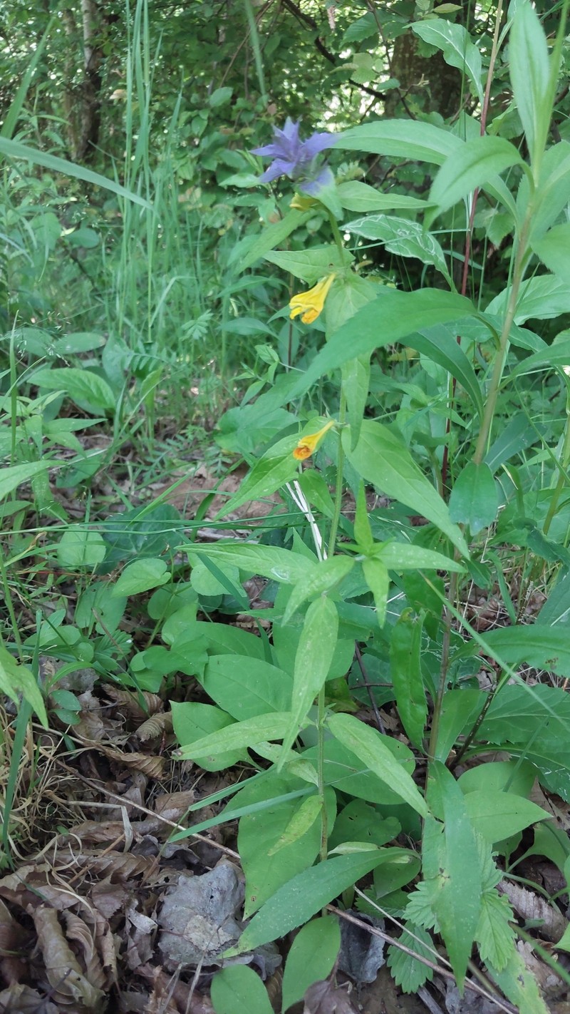 Melampyrum nemorosum subsp. nemorosum