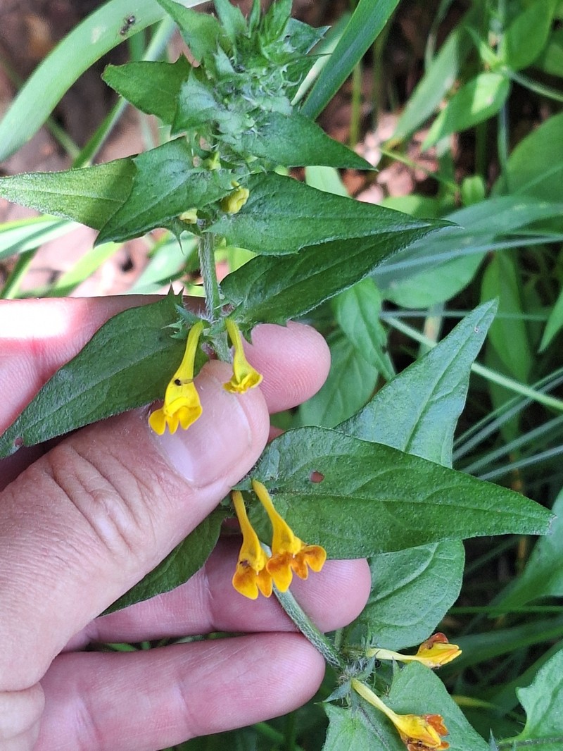 Melampyrum nemorosum subsp. nemorosum photo 2