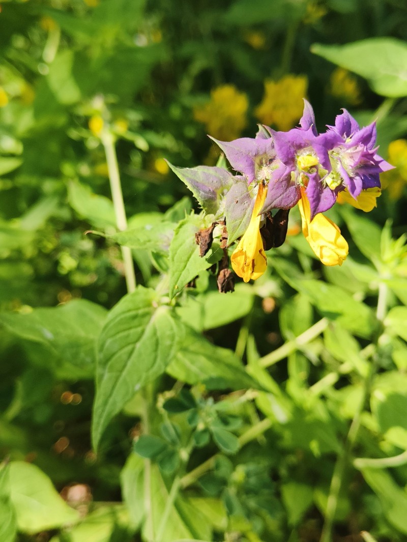 Melampyrum nemorosum subsp. nemorosum photo 3