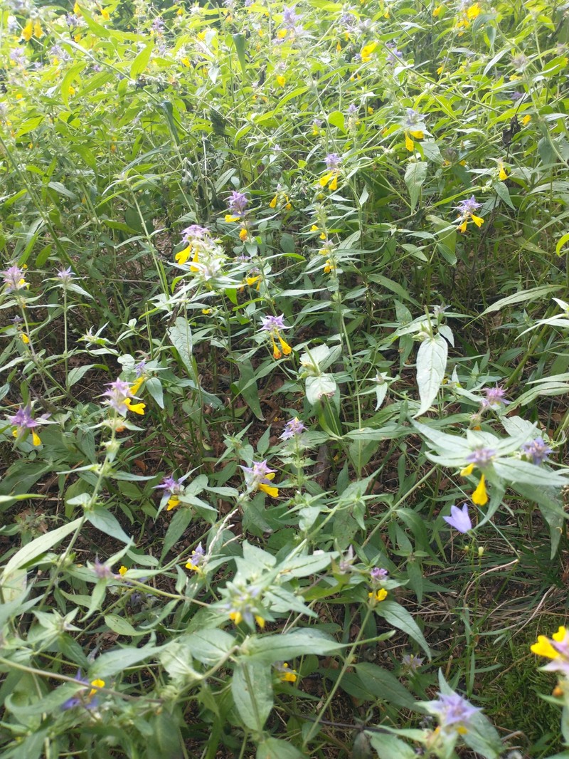 Melampyrum nemorosum subsp. nemorosum photo 4