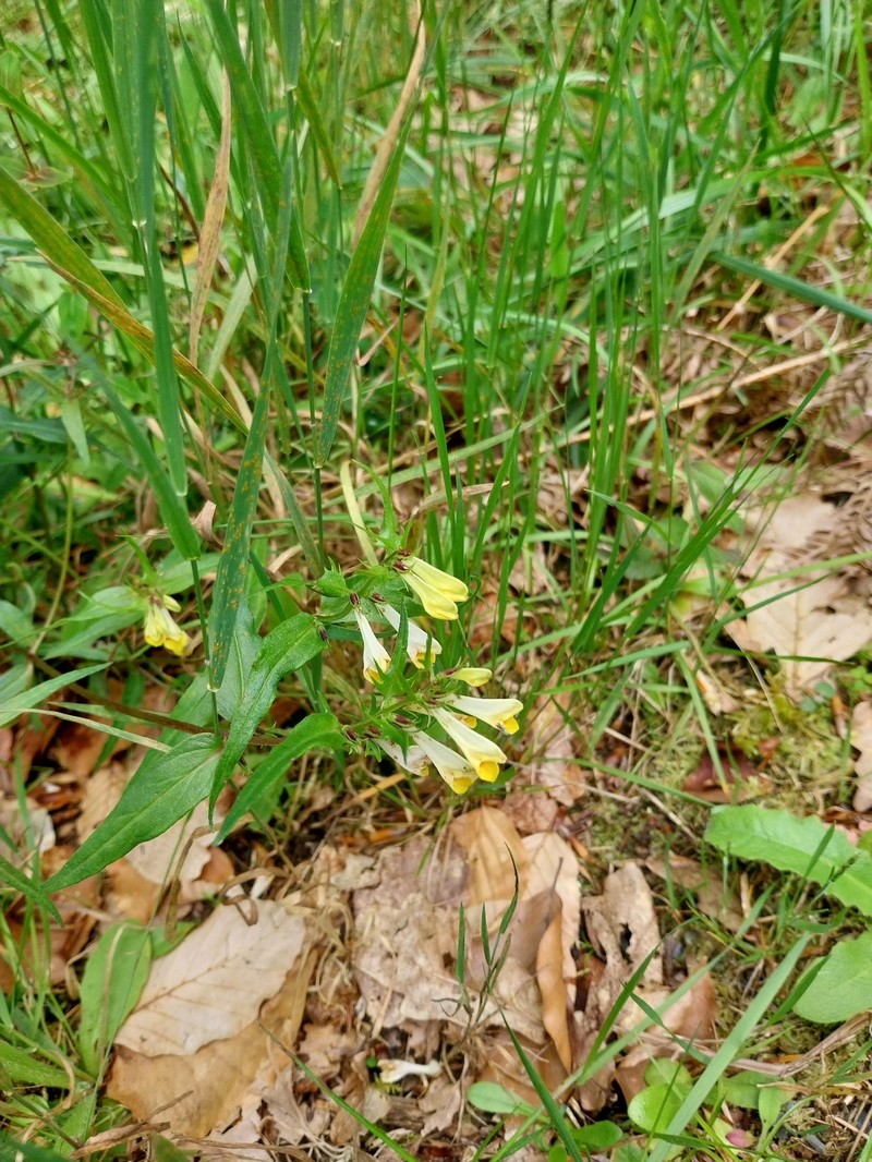 Melampyrum pratense subsp. pratense
