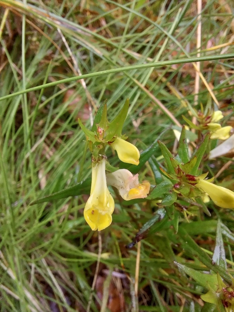 Melampyrum pratense subsp. pratense photo 2