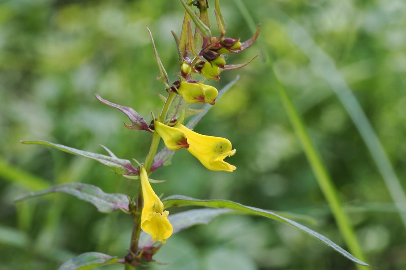 Melampyrum pratense subsp. pratense photo 3