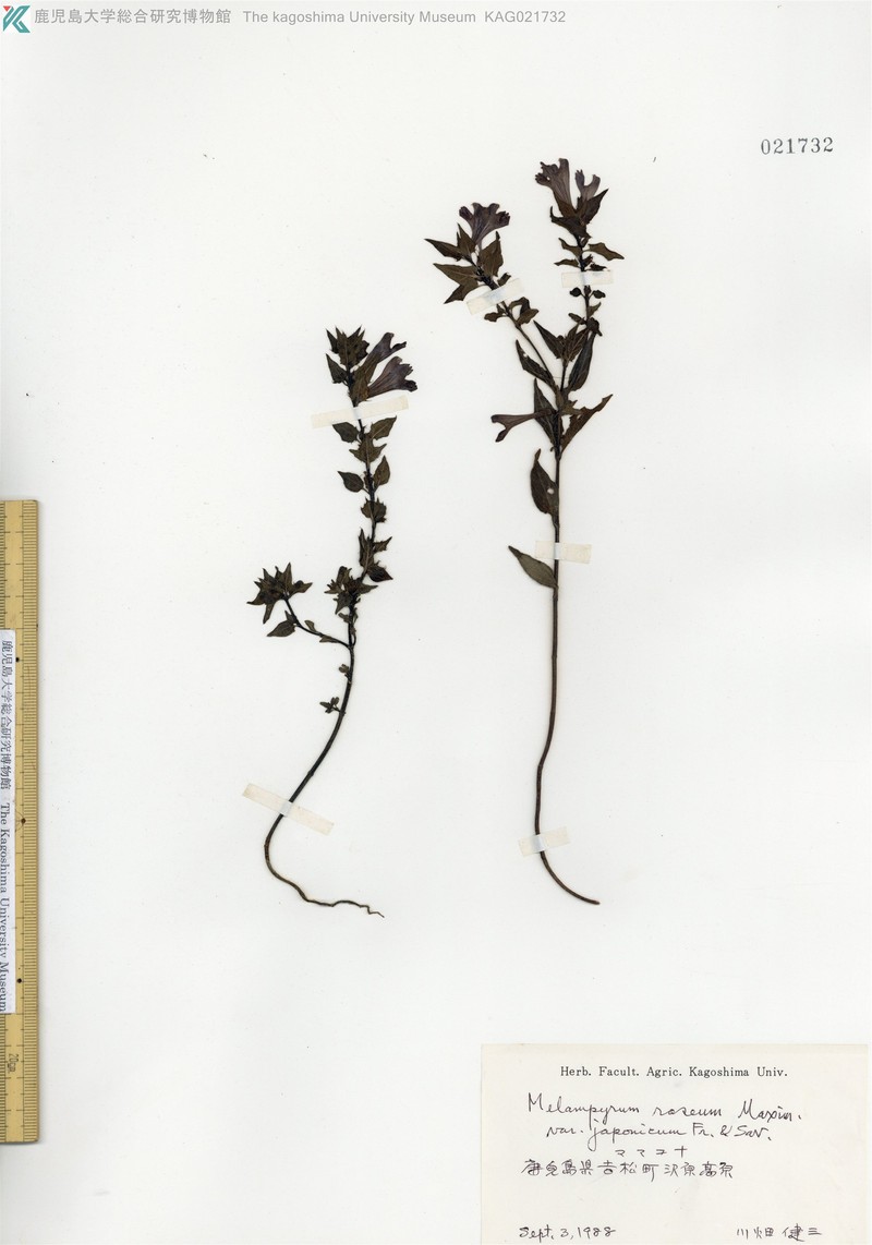 Melampyrum roseum var. roseum
