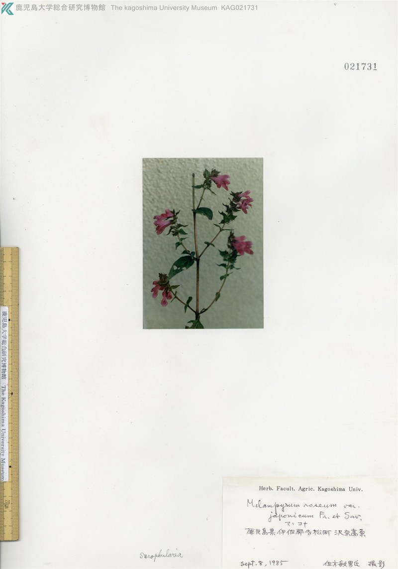 Melampyrum roseum var. roseum photo 2