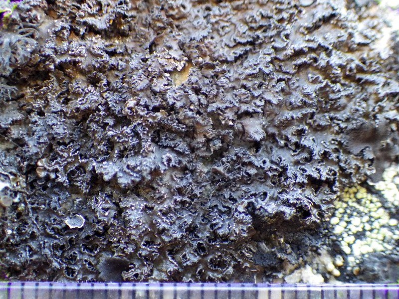 Melanelia agnata