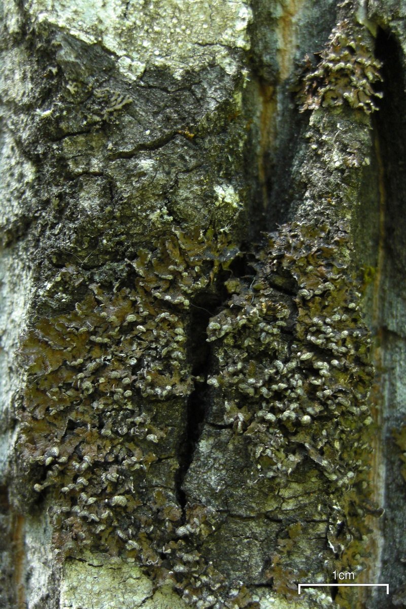 Alberta Melanelia Lichen