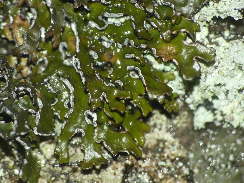 Melanelia culbersonii photo 2