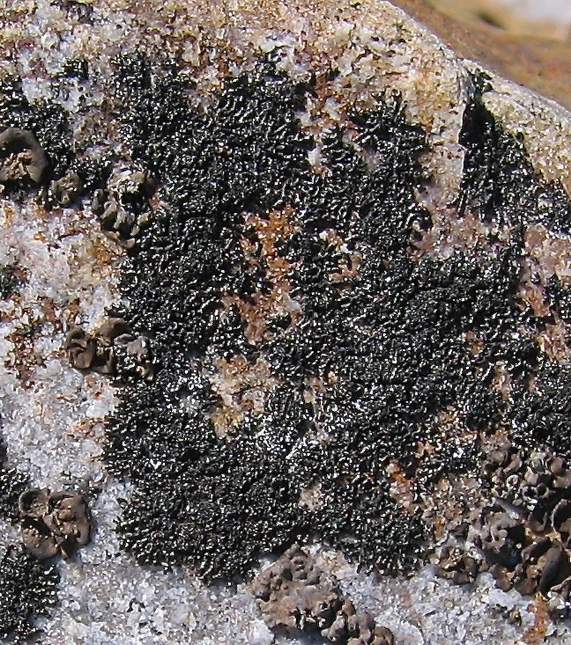 Melanelia culbersonii photo 3