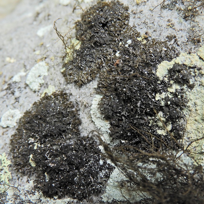 Melanelia culbersonii photo 5