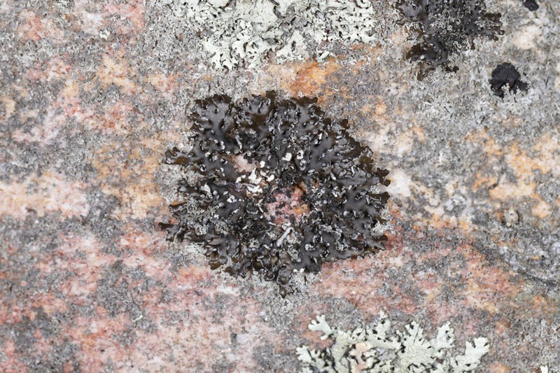 Melanelia culbersonii photo 8