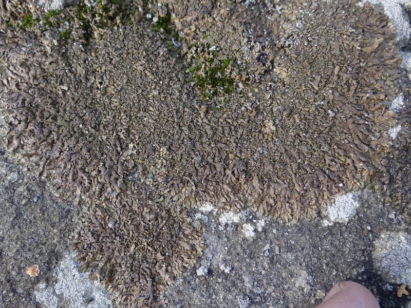 Disjuct Melanelia Lichen