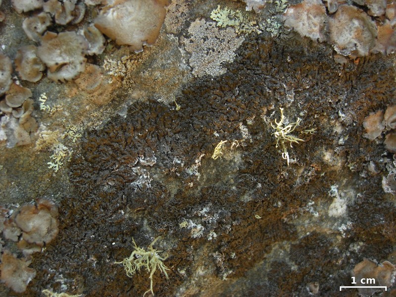 Disjuct Melanelia Lichen photo 2