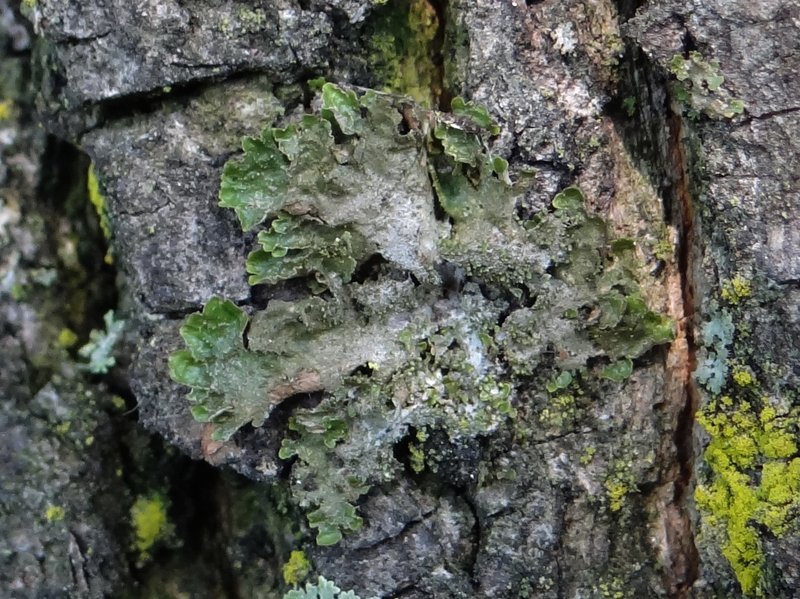 Elegant Melanelia Lichen