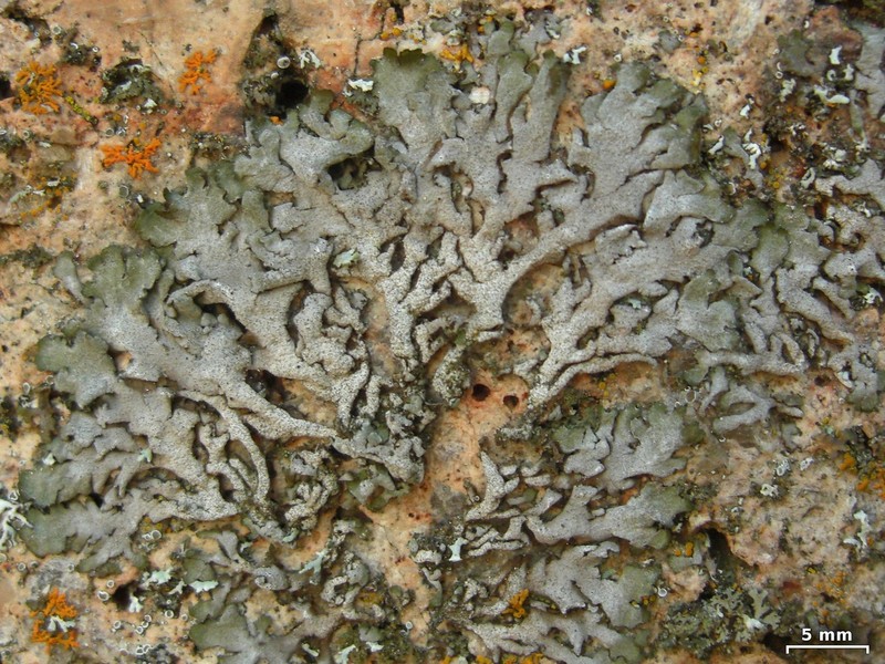 Elegant Melanelia Lichen